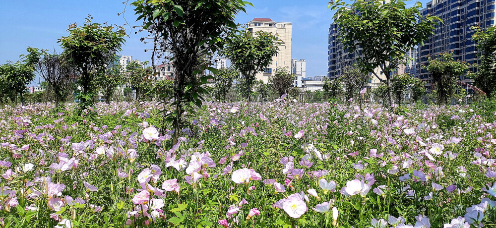 阳春四月，春暖花开赏花季。在吉安古后河绿廊不远处，有一处由美丽月见草织出的粉色花海。成片的粉色花朵盛开，像成千上万只美丽的花蝴蝶。风儿吹过，粉红的花瓣在风中轻轻摇曳，绰约多姿，构成了一幅美妙的春日画卷。(摄/肖勇)