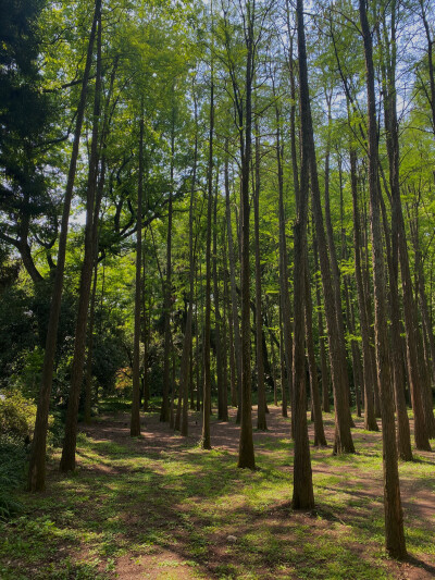 杭州植物园 水杉