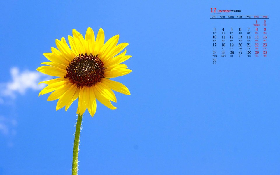 花卉摄影