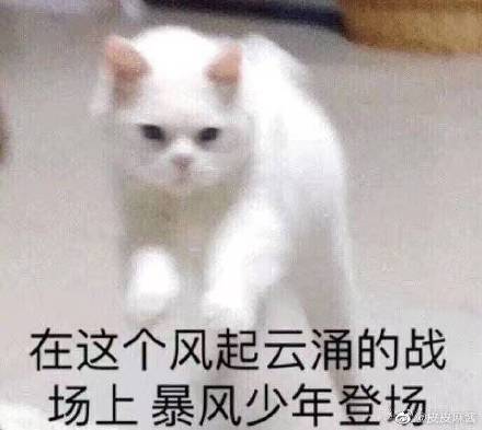 猫式懵逼