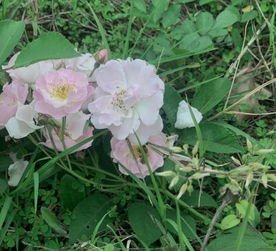 2020.04.20 午饭 小山庄后面的花田 小蜜蜂在采蜜