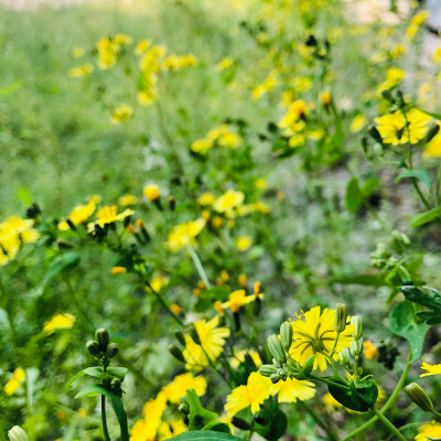 路边野花