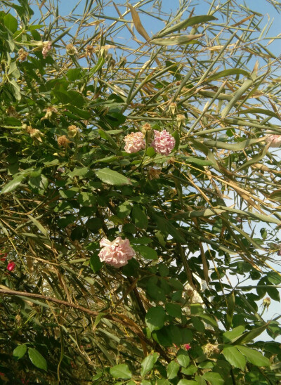 4.30 人老珠黄了也可以很美