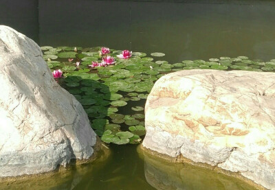 4.30 快要及笄的小姑娘