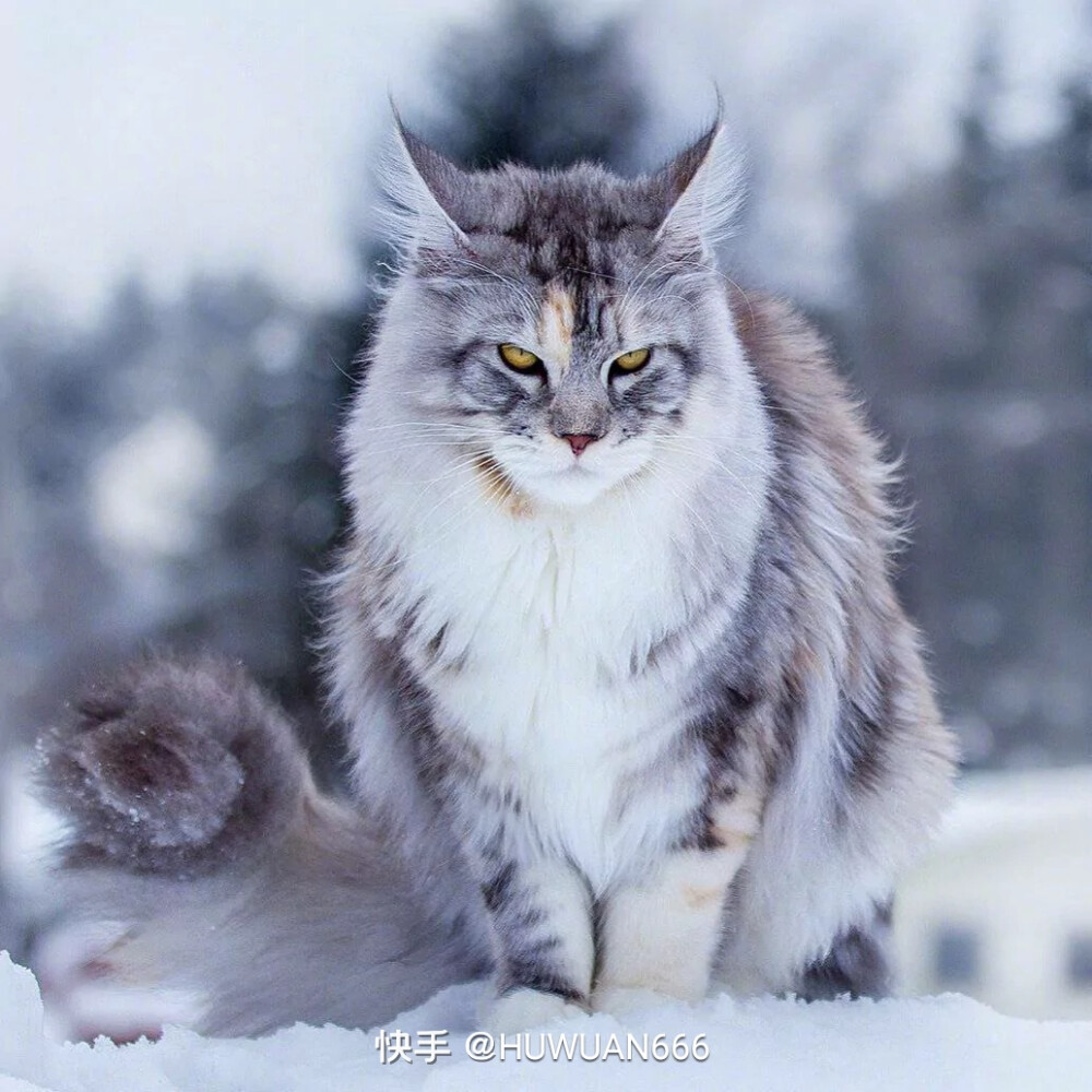 有可能是缅因猫，也有可能是挪威森林猫。