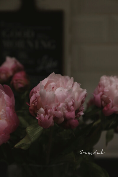 暗藏汹涌的魅惑
— 芍药 随手拍 ​​​