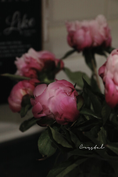 暗藏汹涌的魅惑
— 芍药 随手拍 ​​​