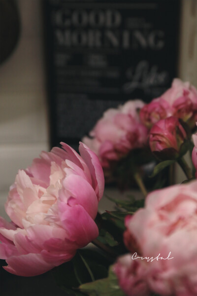 暗藏汹涌的魅惑
— 芍药 随手拍 ​​​