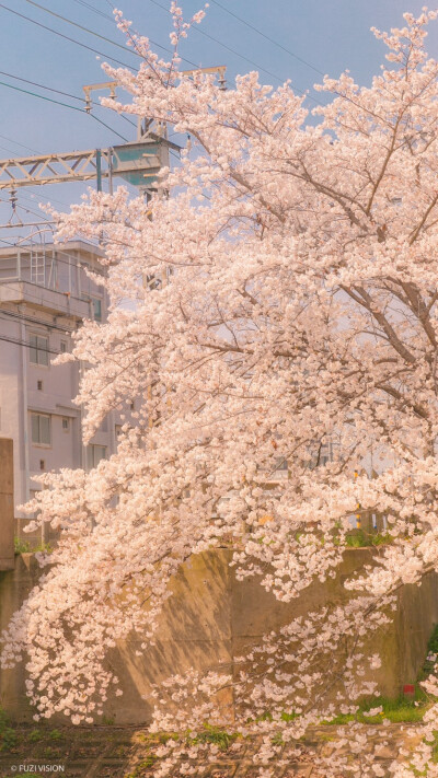 春日限定