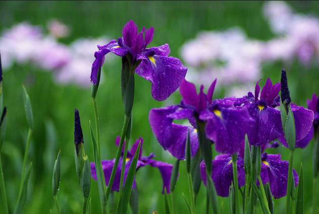 玉蝉花（Iris ensata），园艺变种为花菖蒲，也爱长在水边，日本园艺中广泛种植。