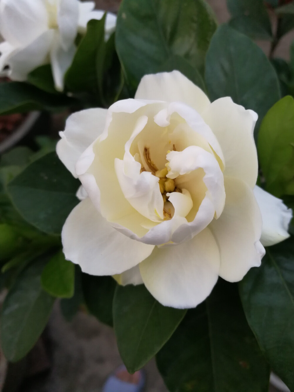 栀子花 - 高清图片，堆糖，美图壁纸兴趣社区