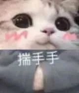 小猫猫合集