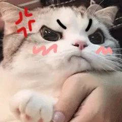 小猫猫合集