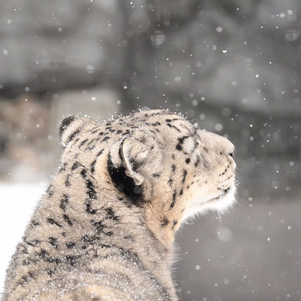 雪豹