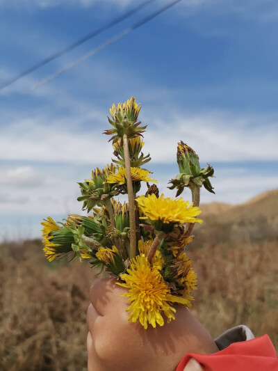 蒲公英花，菊目，菊科。
停不了的爱、无法停留的爱、永不止息的爱。