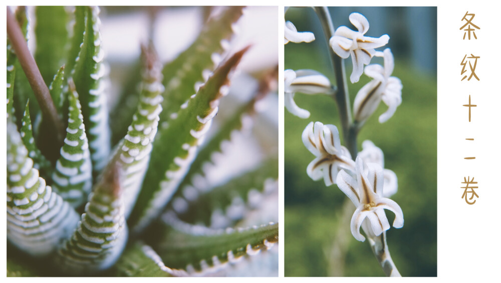 多肉开花季 萌萌哒花剑