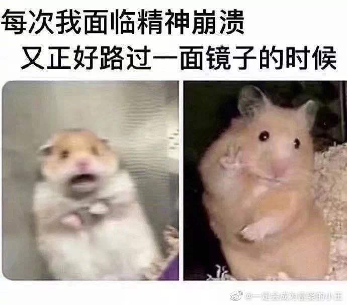 给你看我的表情包啾咪