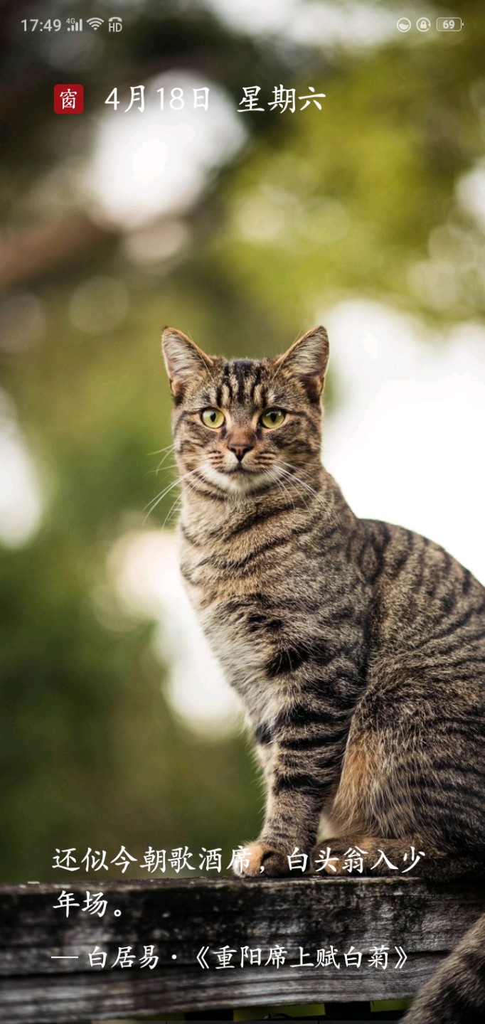 西窗烛 诗词 截图 背景 壁纸 古诗 配图花 猫 猫咪 可爱 美丽 截屏