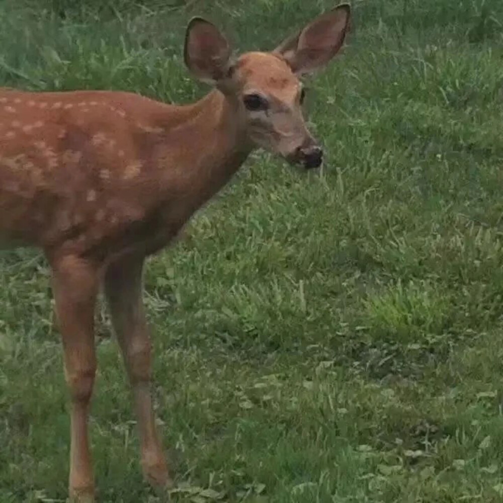 野餐軼事