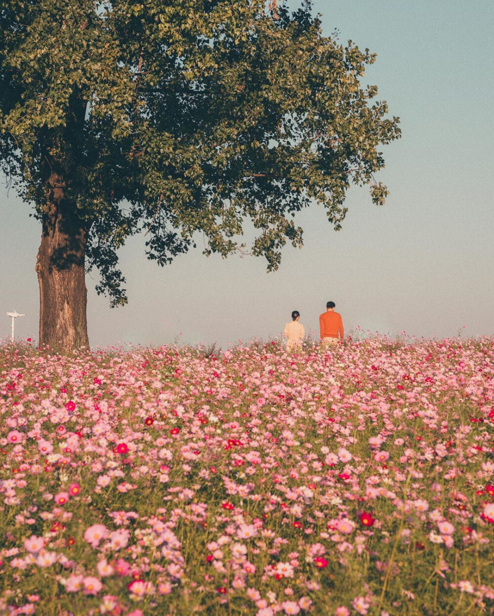 “斯人若彩虹，遇上方知有。”
