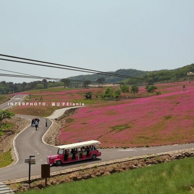 打卡句容～芝樱小镇的粉紫色花海
芝樱的花语为:若合你意，我深感幸福。
芝樱小镇占地约1300余亩，芝樱花海面积达400亩，背靠浮山，面朝长情湖，比北海道东藻琴的芝樱公园还大两倍。
芝樱盛花期约28天，每年盛花期预…