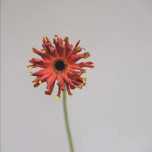 利马·卷边弗朗