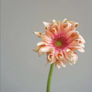 亚丁·卷边弗朗