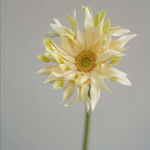 香格里拉·卷边弗朗