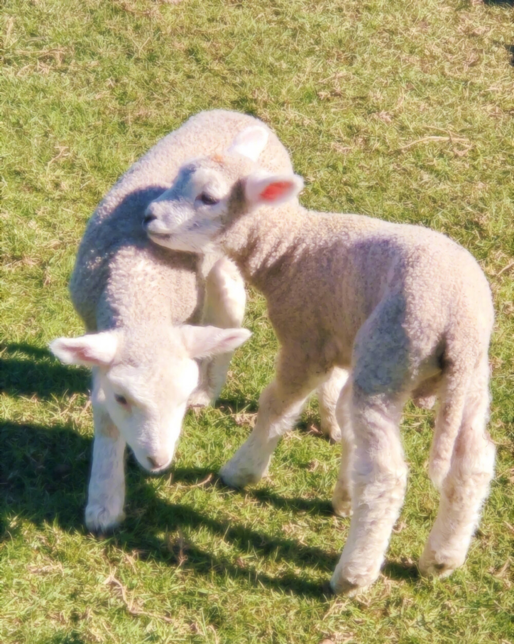 小羊咩咩
假期快乐吖
