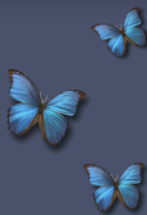 摸摸踹 拿图吱声。