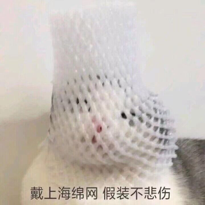 憨批小猫猫