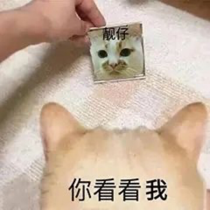 憨批小猫猫