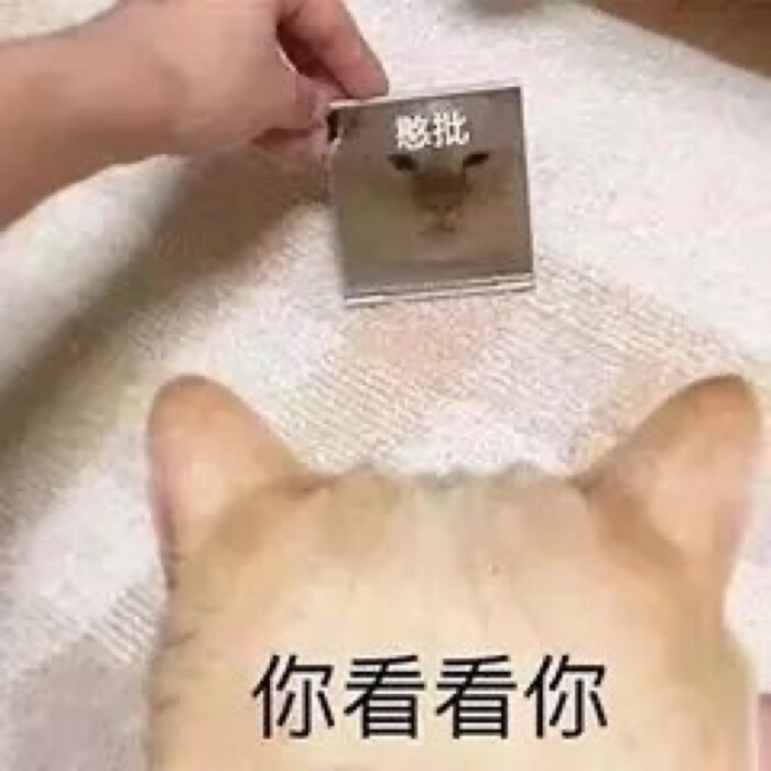 憨批小猫猫