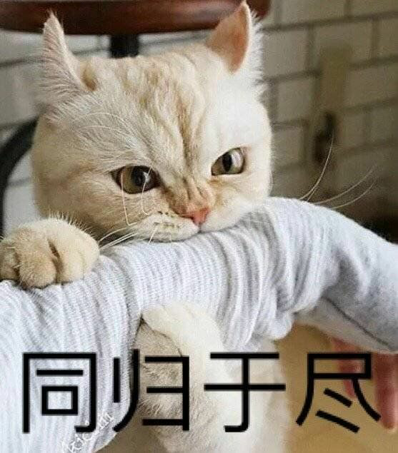 憨批小猫猫