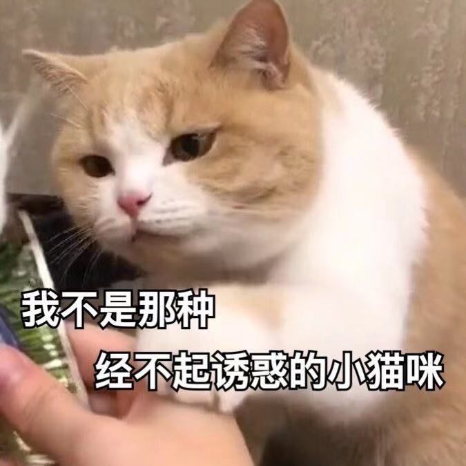 憨批猫仔