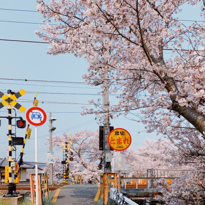 春日限定