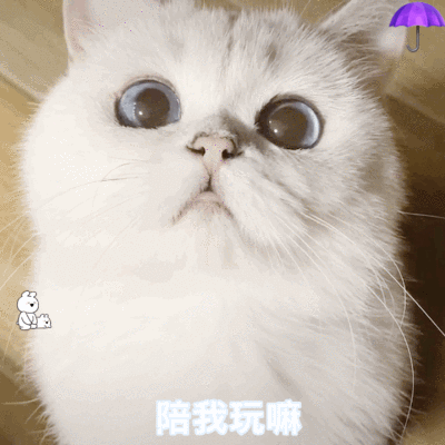 雨伞