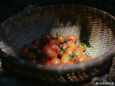 「 风吹过我的身旁 怀念夏天的味道 你的微笑我舍不得一口吃掉 ..
cr@l森林与海
#人间烟火##小森林# ​