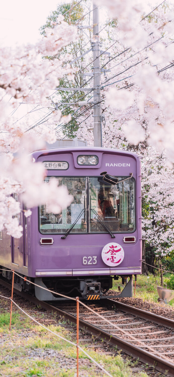 日本樱花壁纸