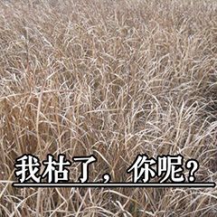 沙雕