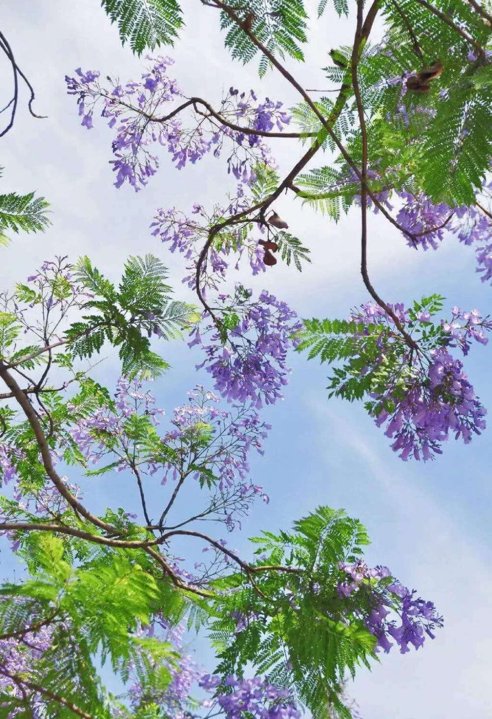 【原创】《花城立夏逢故友》
谷雨方收春终老，立夏初至暖阳斜。
东风开尽蓝花楹，落英纷飞潇潇下。
客居他乡逢故友，共赴街边卖酒家。
但愁宴罢人影散，何处更诉衷肠话。
图文/南门吹雪
2020年5月5日 (@一诗一文 )
#诗词# #情感#