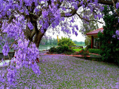 【原创】《花城立夏逢故友》
谷雨方收春终老，立夏初至暖阳斜。
东风开尽蓝花楹，落英纷飞潇潇下。
客居他乡逢故友，共赴街边卖酒家。
但愁宴罢人影散，何处更诉衷肠话。
图文/南门吹雪
2020年5月5日 (@一诗一文 )
…