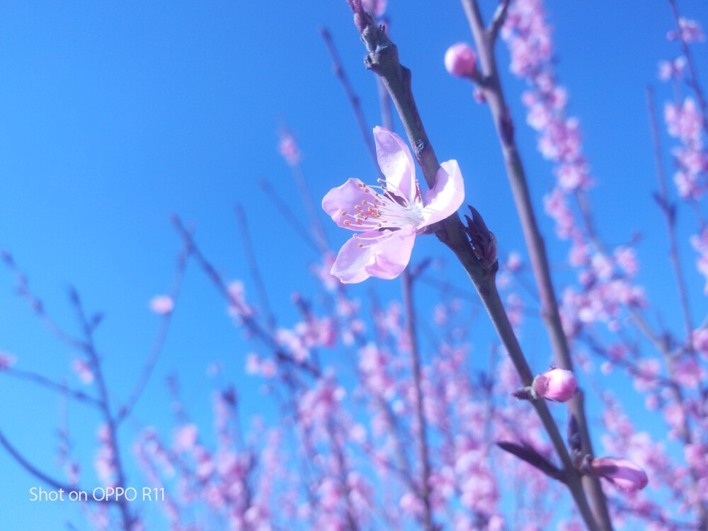 春天的桃花