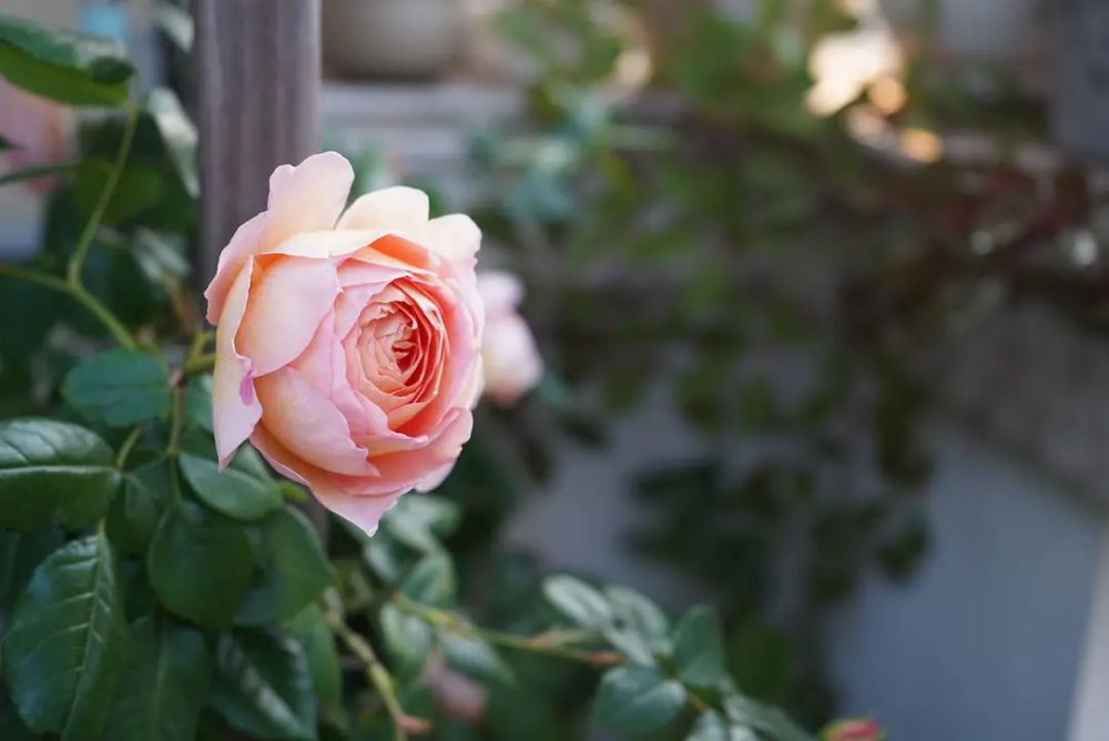 月季 亚伯拉罕 花卉 花园