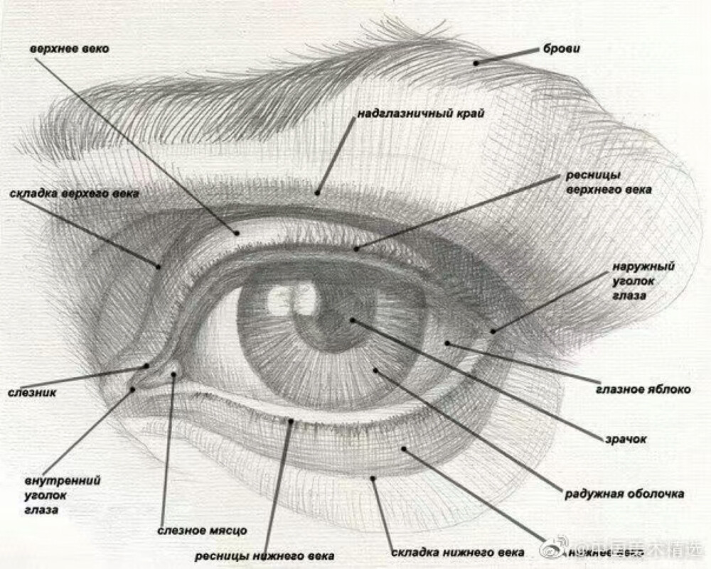 眼睛的画法
素描 速写 
