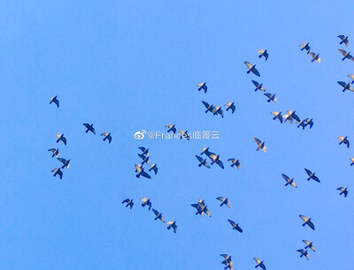 【壁纸 个性 横图 色彩 鸽子 天空 夏日】临箐云_摄影