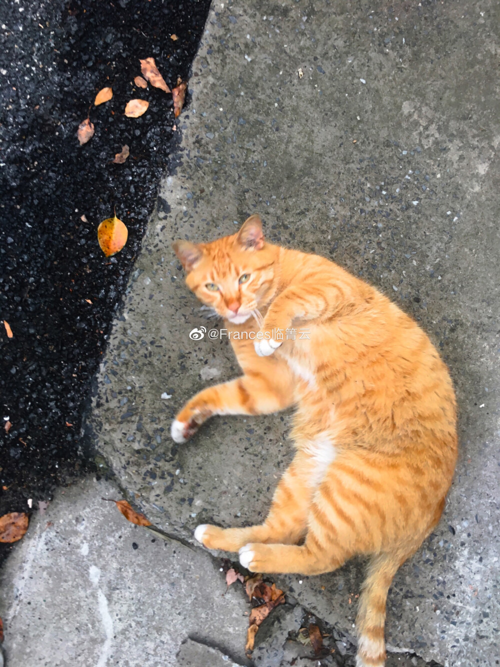 【壁纸 个性 色彩 猫 夏日】临箐云_摄影