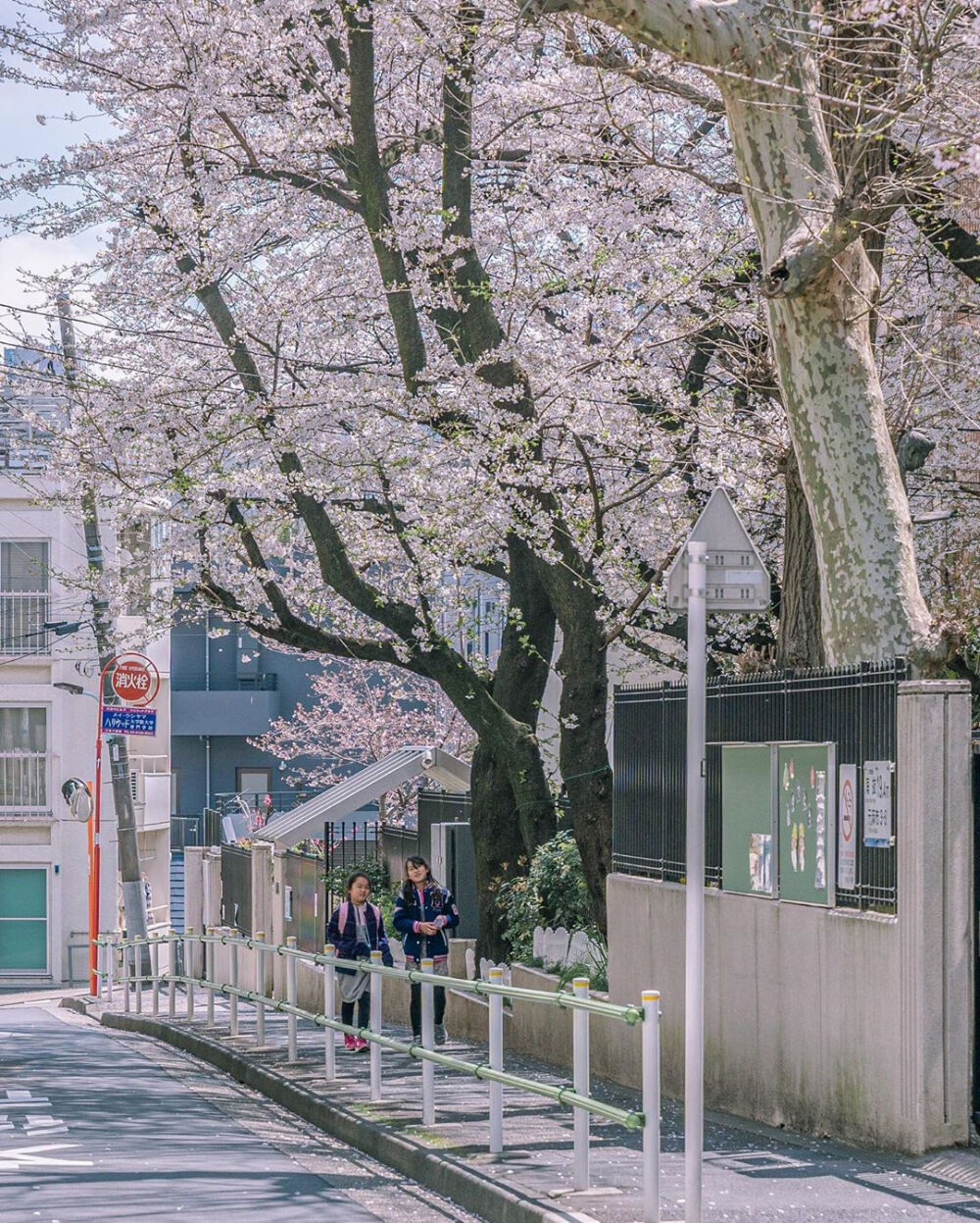 我不能遇见更多春天
但我遇见的每一个春天
都有樱花♡