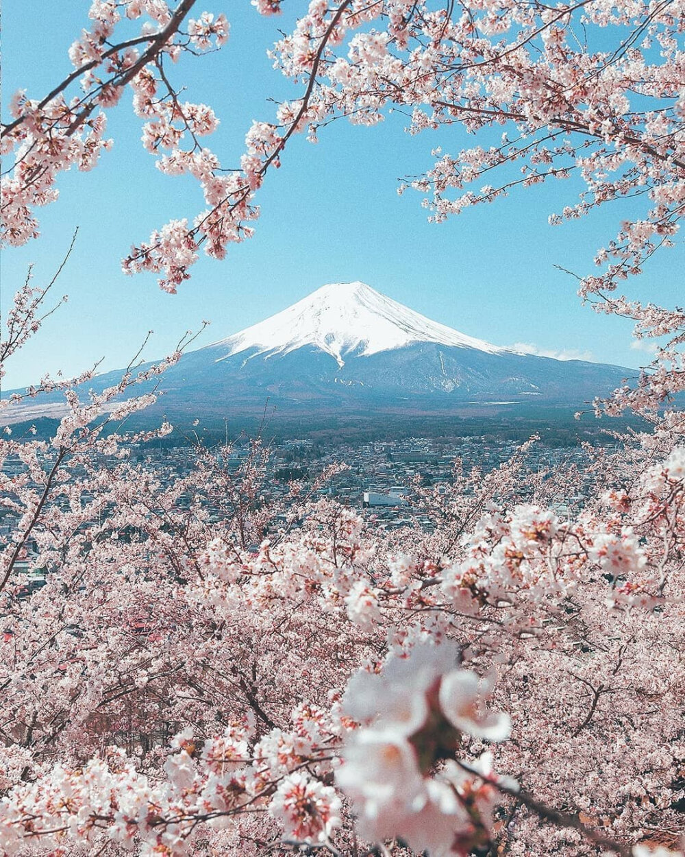 我不能遇见更多春天
但我遇见的每一个春天
都有樱花♡