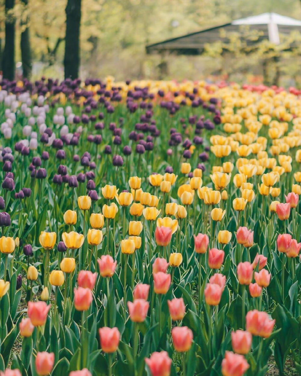 (｡･ω･｡)ﾉ♡风景 花海